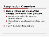 Chapter 7 Active Reading Worksheets Cellular Respiration Section 7 1 Also Chapter 9 Cellular Respiration Pdf