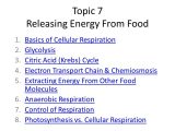 Chapter 7 Active Reading Worksheets Cellular Respiration Section 7 1 as Well as topic 7 Releasing Energy From Food 1 Basics Of Cellular