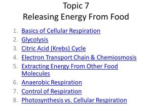 Chapter 7 Active Reading Worksheets Cellular Respiration Section 7 1 as Well as topic 7 Releasing Energy From Food 1 Basics Of Cellular