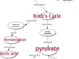 Chapter 7 Active Reading Worksheets Cellular Respiration Section 7 1 or 53 Best Synthesis and Cellular Respiration Images On Pinterest