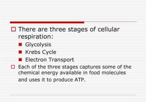 Chapter 7 Active Reading Worksheets Cellular Respiration Section 7 1 or Chapter 9 Cellular Respiration Pdf