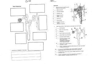 Chapter 7 Cell Structure and Function Worksheet Answers as Well as 36 Lovely Pics Chapter 7 Cell Structure and Function Worksheet