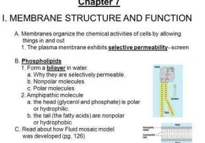 Chapter 7 Section 2 the Plasma Membrane Worksheet Answers Along with Chapter 7 Cell Structure and Function Worksheet Answer Key Unique