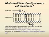 Chapter 7 Section 2 the Plasma Membrane Worksheet Answers Along with Movement Through the Membrane Ppt