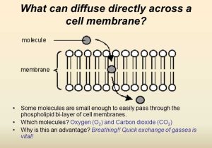 Chapter 7 Section 2 the Plasma Membrane Worksheet Answers Along with Movement Through the Membrane Ppt