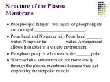 Chapter 7 Section 2 the Plasma Membrane Worksheet Answers Also Chapter 7 Cellular Structure & Function Ppt Video Online