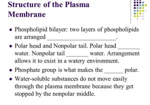 Chapter 7 Section 2 the Plasma Membrane Worksheet Answers Also Chapter 7 Cellular Structure & Function Ppt Video Online