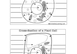 Chapter 7 Section 4 Cellular Transport Worksheet Answers Along with Perfect Animal and Plant Cells Worksheet 61 for Animal Cell Diagram
