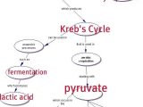 Chapter 9 Review Worksheet Cellular Respiration Along with Worksheets 48 Awesome Cell organelles Worksheet Hd Wallpaper