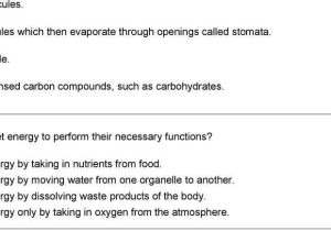 Chapter 9 Review Worksheet Cellular Respiration and Cellular Energy 1 Synthesis is Carried Out by which Of the