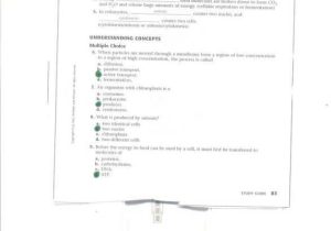 Chapter 9 Review Worksheet Cellular Respiration as Well as 54 Impressive Section 10 1 Cell Growth Worksheet Answers – Free