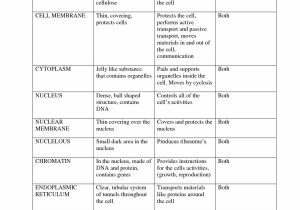 Characteristics Of Bacteria Worksheet Answer Key Also Prokaryotes Worksheet Answers Image Collections Worksheet for Kids