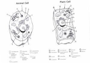 Characteristics Of Bacteria Worksheet Answers or Cells Alive Plant Cell Worksheet Answer Key Unique Plant Cell