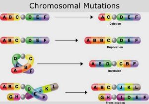 Chromosomal Mutations Worksheet and Gen Und Chromosomenmutations Arbeitsblatt Luxus Gene Structure