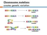 Chromosomal Mutations Worksheet or Gen Und Chromosomenmutations Arbeitsblatt Frisch Mutation