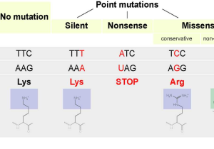 Chromosomal Mutations Worksheet or Point Mutation