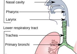 Circulatory and Respiratory System Worksheet Along with 12 Best Respiratory System Images On Pinterest