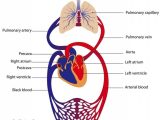 Circulatory and Respiratory System Worksheet Along with 558 Best Biology Images On Pinterest