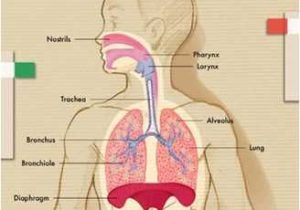 Circulatory and Respiratory System Worksheet or 467 Best 10 Health Museum Images On Pinterest