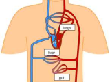 Circulatory and Respiratory System Worksheet or Blood Flow In the Circulatory System Interactive