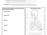 Circulatory and Respiratory System Worksheet or Pleasant 8th Grade Science Human Body Systems Also Human Respiratory