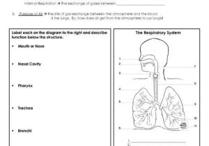 Circulatory and Respiratory System Worksheet or Pleasant 8th Grade Science Human Body Systems Also Human Respiratory