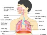 Circulatory and Respiratory System Worksheet together with Anatomy the Respiratory System