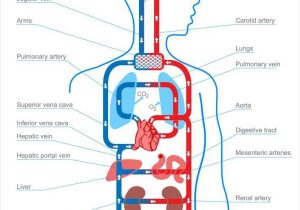 Circulatory and Respiratory System Worksheet together with Diagram Blood Circulation In Human Body Unique Best 25