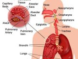 Circulatory and Respiratory System Worksheet with organs Of the Respiratory System and their Functioning