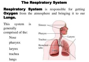 Circulatory and Respiratory System Worksheet with Respiratory System and Circulatory System Working to Her with Other…