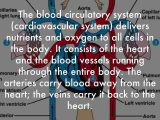 Circulatory System Study Questions Worksheet Also Circulatory System Consist