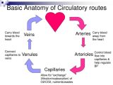 Circulatory System Study Questions Worksheet and Famous Basic Anatomy the Heart Sketch Physiology Hum