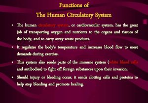 Circulatory System Study Questions Worksheet as Well as Circulatory System and their Functions