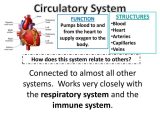 Circulatory System Study Questions Worksheet as Well as Circulatory System Structures Blood Heart Arteries Capillari