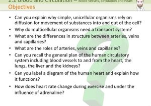 Circulatory System Study Questions Worksheet with Circulatory System Explanation