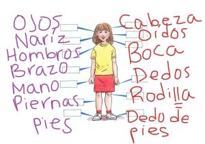 Clothing In Spanish Worksheets as Well as Body Parts Labeled In Spanish Choice Image Human Anatomy O