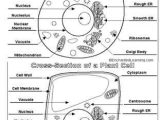 Comparing Plant and Animal Cells Worksheet Along with 27 Best Plant Animal Cells Images On Pinterest