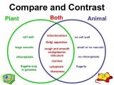 Comparing Plant and Animal Cells Worksheet Also 347 Best Homeschool Science Images On Pinterest