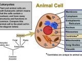 Comparing Plant and Animal Cells Worksheet and Animal Cells Drawing at Getdrawings