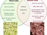Comparing Plant and Animal Cells Worksheet with Venn Diagram Paring Plant and Animal Cells Lovely 33 Best Venn