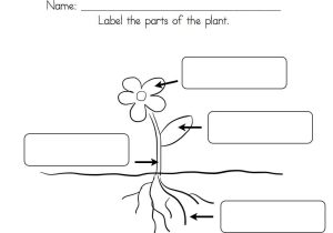 Comparing Plants Worksheet and Worksheetsforkidsaanthekindergartenmissingletters4