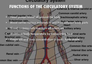 Comprehending Anatomy and Physiology Terminology Worksheet Answers Along with Human Circulatory System Functions Anatomy and Physiology