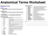 Comprehending Anatomy and Physiology Terminology Worksheet Answers Also Human Anatomy Planes Image Collections Human Anatomy organ