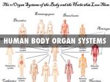 Comprehending Anatomy and Physiology Terminology Worksheet Answers or Main organ Systems the Human Body 11 Major organ Systems