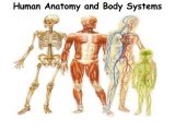 Comprehending Anatomy and Physiology Terminology Worksheet Answers together with Anatomy organ Systems Choice Image Human Anatomy organs Di