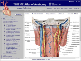 Comprehending Anatomy and Physiology Terminology Worksheet Answers together with Thieme atlas Of Anatomy Image Collection Neck and Internal