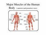 Comprehending Anatomy and Physiology Terminology Worksheet Answers with Human Muscular System Anatomy Diagram Anatomy Diagram Char