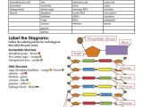 Control Of Gene Expression In Prokaryotes Worksheet Answers or 712 Best Ap Biology Images On Pinterest