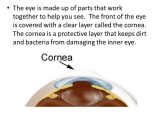 Cow Eye Dissection Worksheet Answers Along with Cow Eye Dissection Worksheet Answers New Light and Your Eyes You