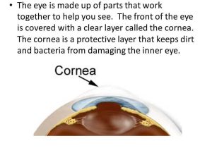 Cow Eye Dissection Worksheet Answers Along with Cow Eye Dissection Worksheet Answers New Light and Your Eyes You